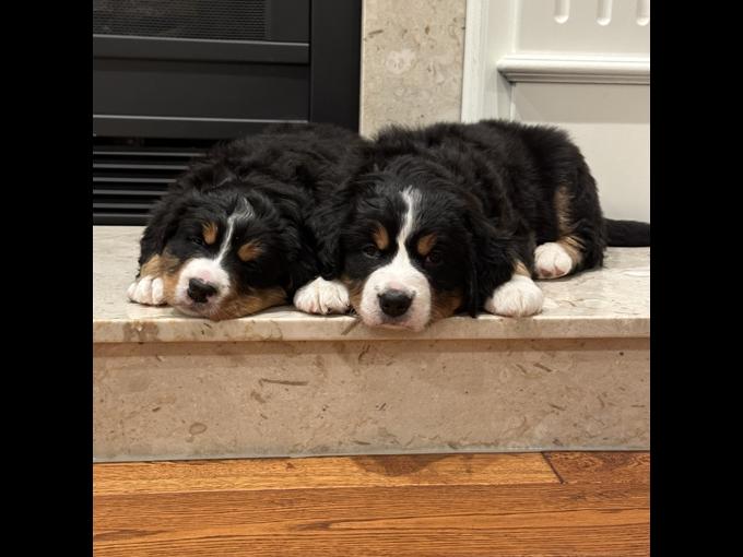 Bernese Mountain