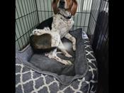 Beagle hound