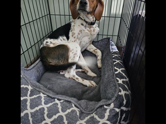 Beagle hound