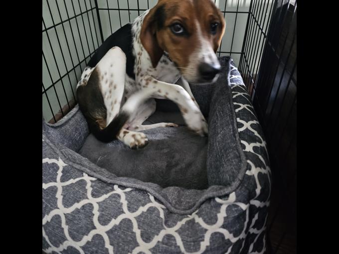 Beagle hound