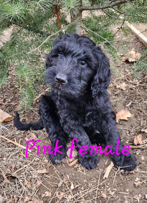 3/4 poodle 1/4 saint bernard