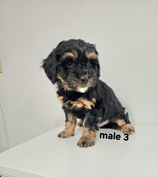 Maltipoo/shih Tzu cross