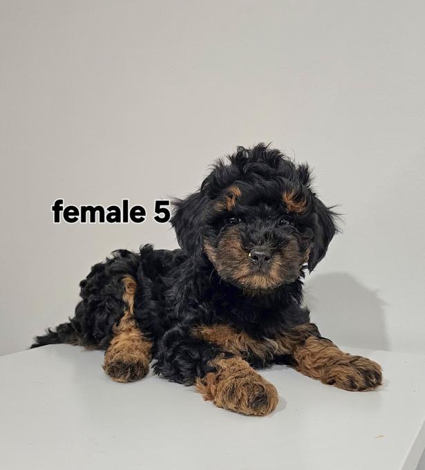 Maltipoo/shih Tzu cross