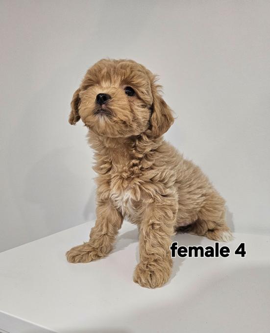 Maltipoo/shih Tzu cross
