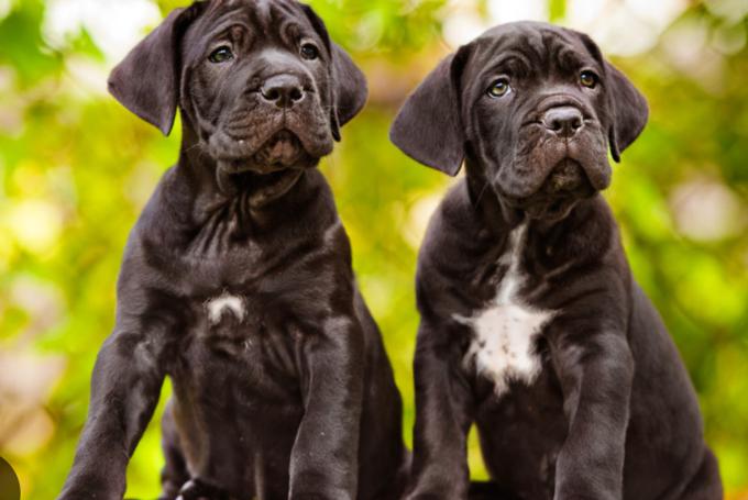 Cane Corso