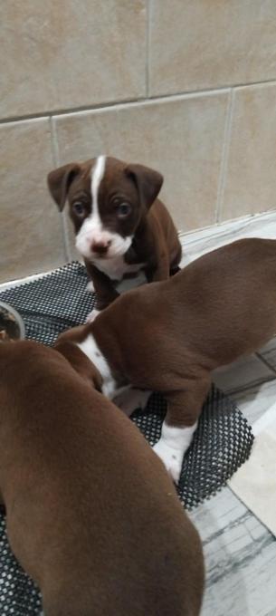 Red nose pit bulls