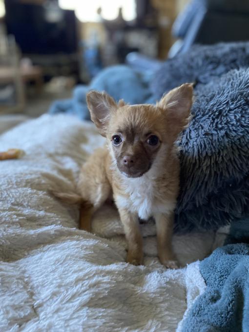 Chihuahua/Jack Russell