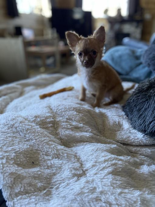 Chihuahua/Jack Russell