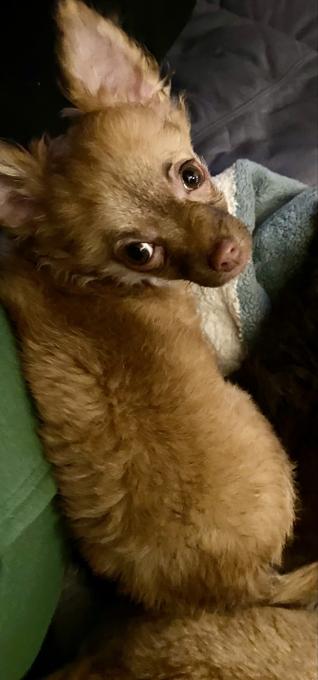 Chihuahua/Jack Russell
