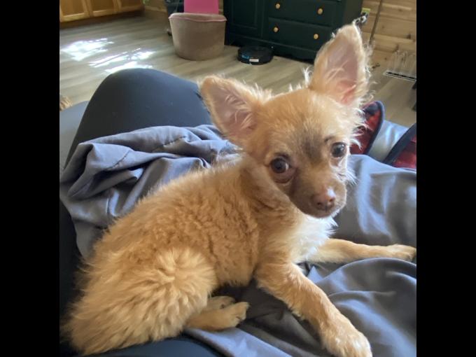 Chihuahua/Jack Russell