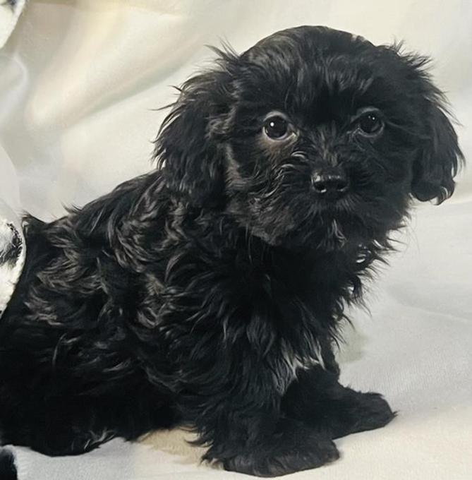 Shih Tzu x Havanese