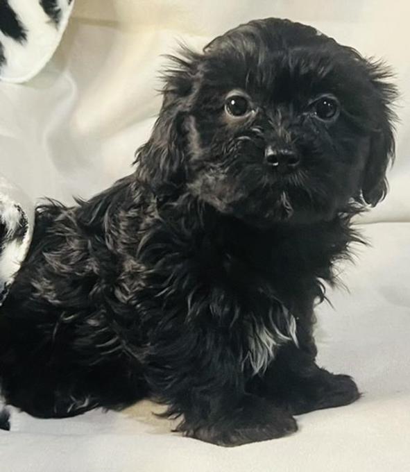 Shih Tzu x Havanese