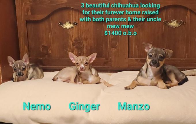 Chihuahua
