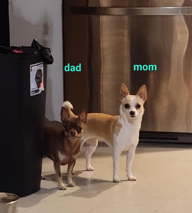 Chihuahua