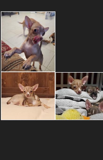 Chihuahua