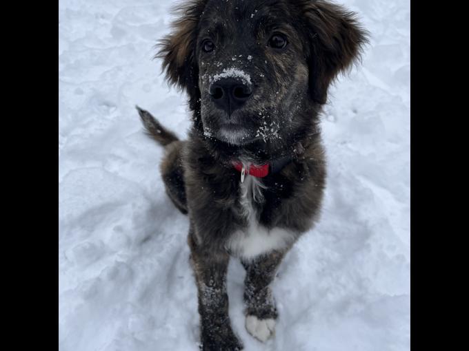 Bernese Mountain Dog Mix