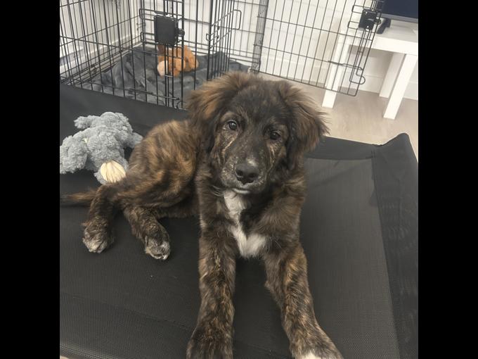 Bernese Mountain Dog Mix