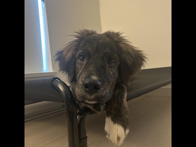 Bernese Mountain Dog Mix