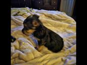 Australian silky yourkshire female puppies