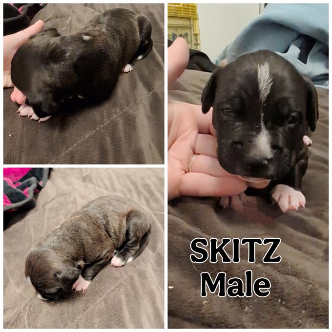 Pitbull