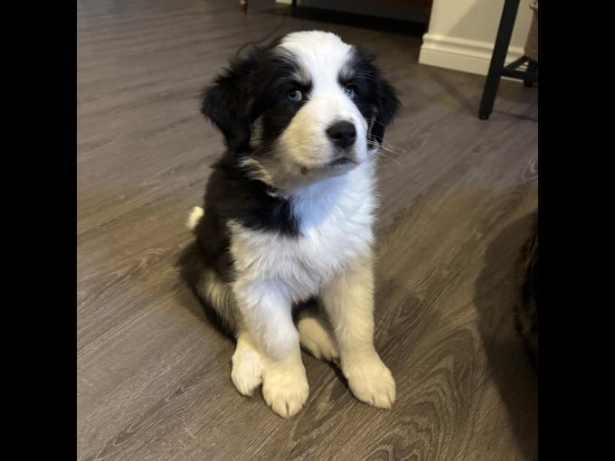 Australian Shepherd