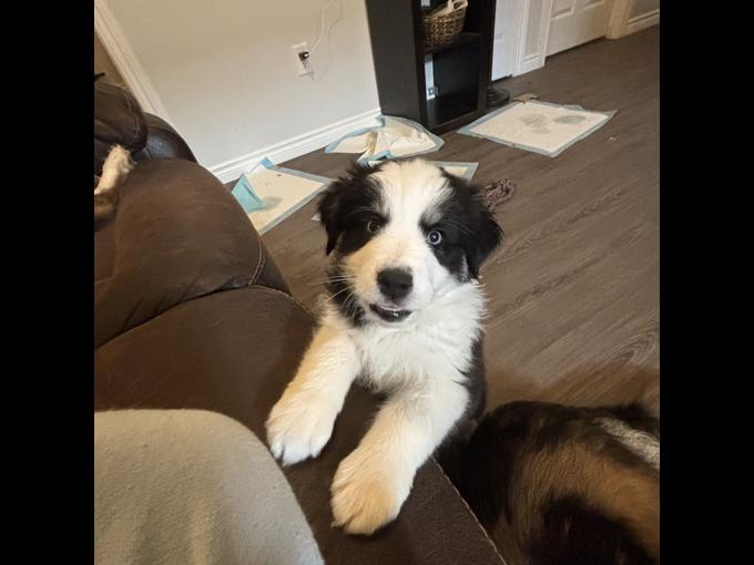 Australian Shepherd