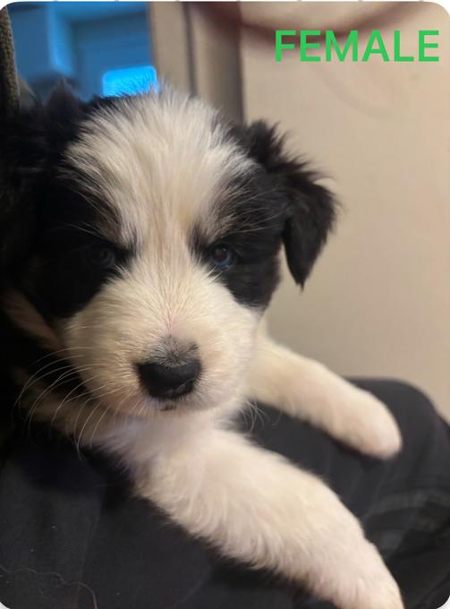 Australian Shepherd
