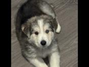 Australian Shepherd