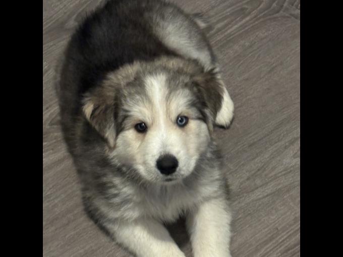 Australian Shepherd