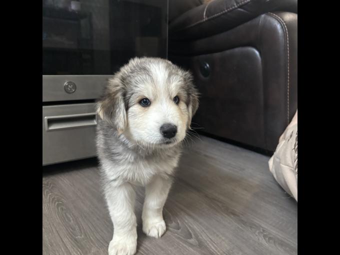 Australian Shepherd
