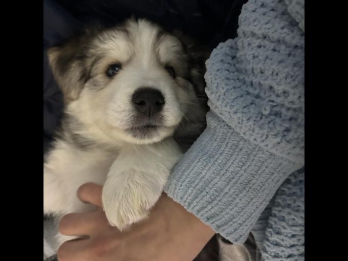 Australian Shepherd