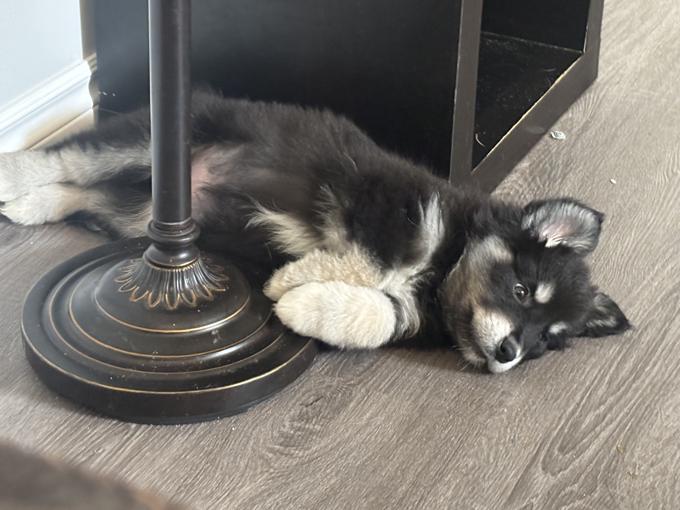Australian Shepherd