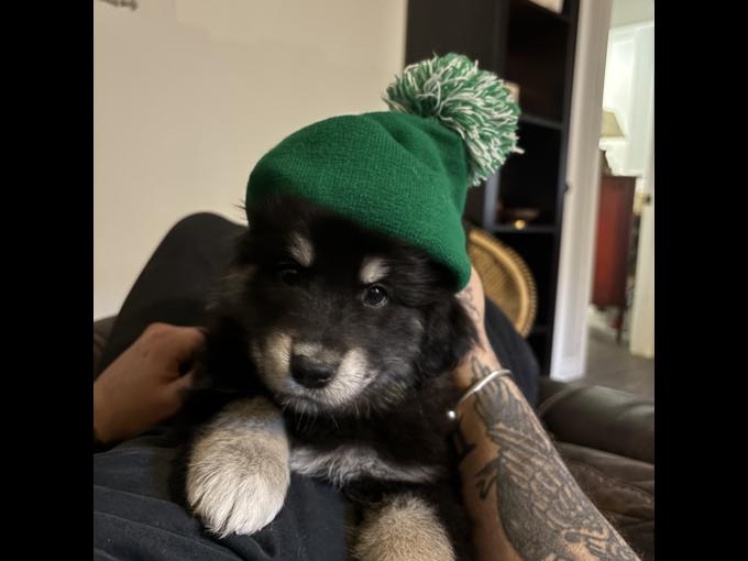 Australian Shepherd