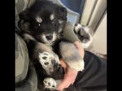 Australian Shepherd