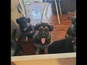 purebred German shepherds