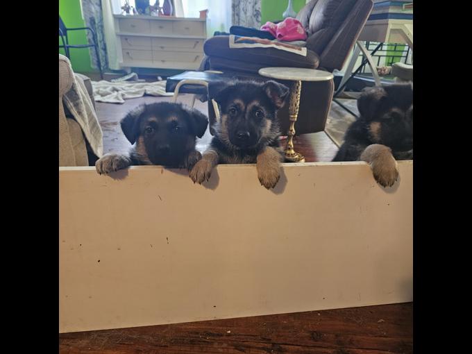 purebred German shepherds