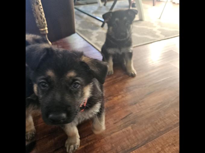 purebred German shepherds