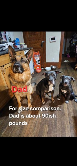purebred German shepherds