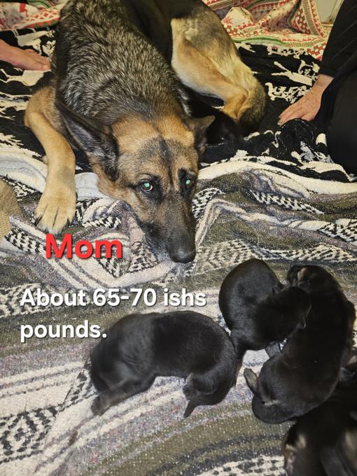purebred German shepherds
