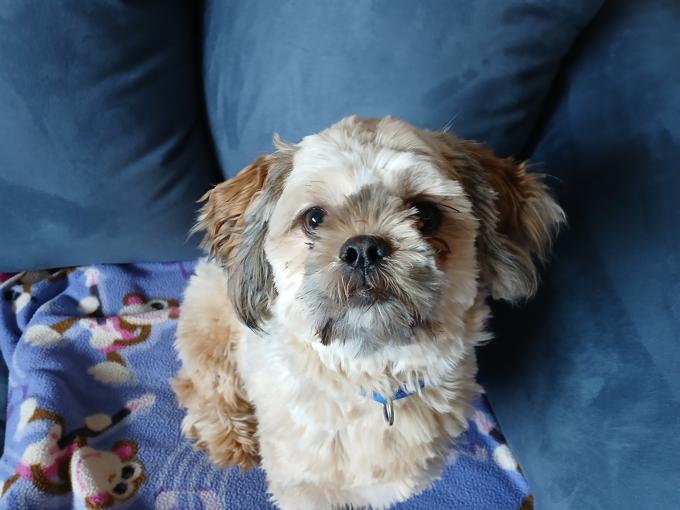 Shih tzu/chihuahua