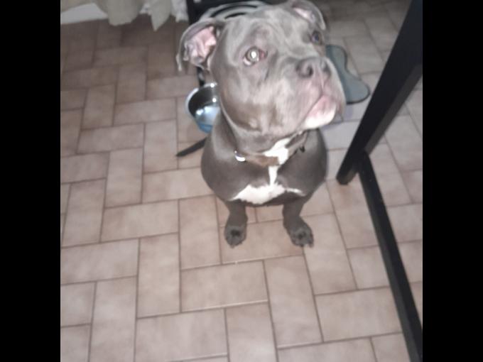 Pocket Bully