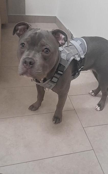 Pocket Bully