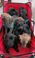 Presa Carnio x Cane Corso