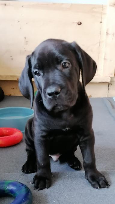 Presa Carnio x Cane Corso