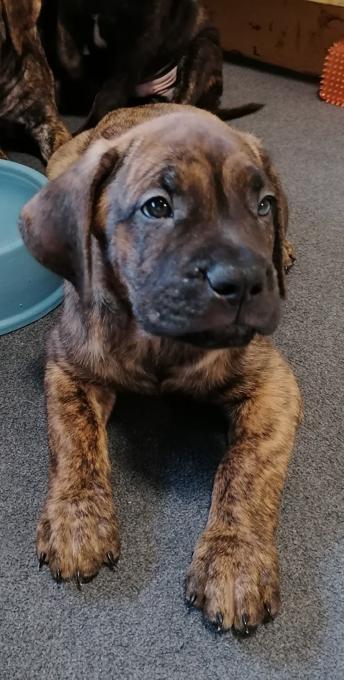 Presa Carnio x Cane Corso