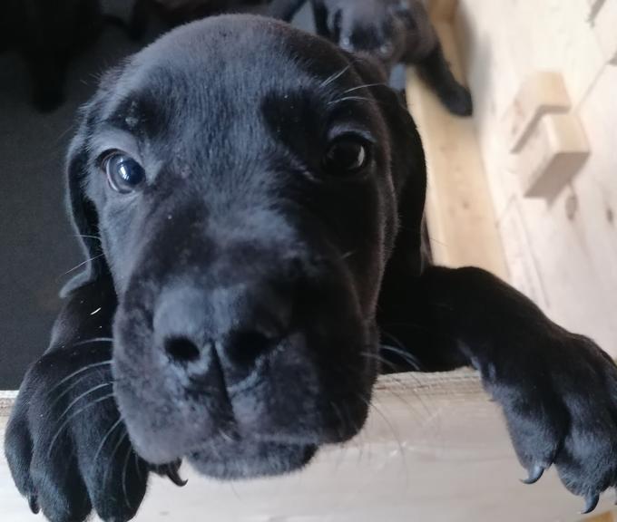 Presa Carnio x Cane Corso