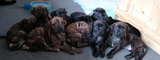 Presa Carnio x Cane Corso