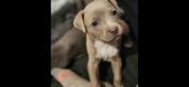 American Bully