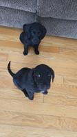 beagle lab poodle