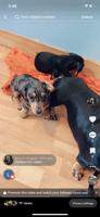 Mini Dachshund
